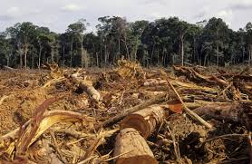 defirestacion amazonia